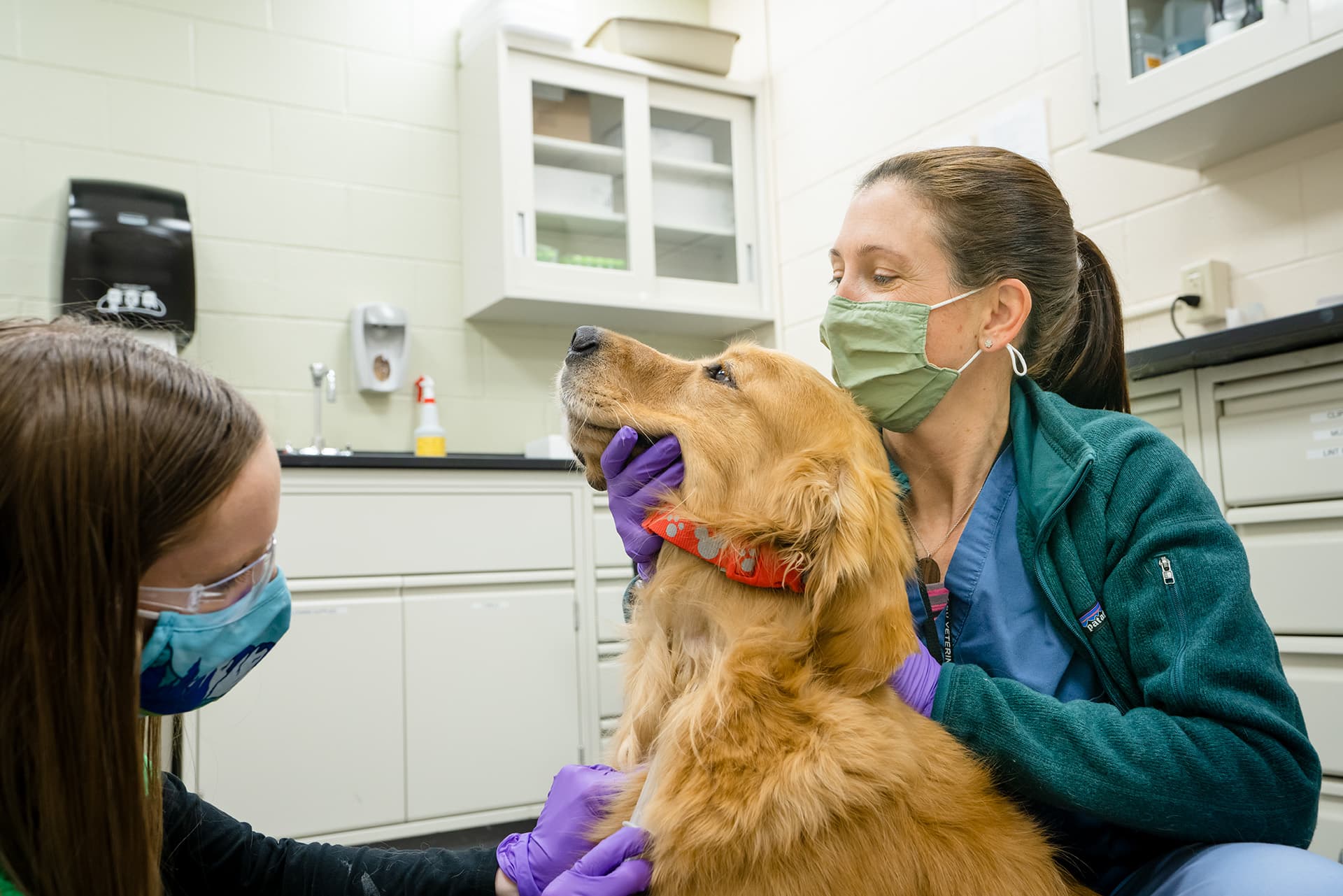 Study of dementia dogs reveals rapamycin’s potential to slow cognitive decline