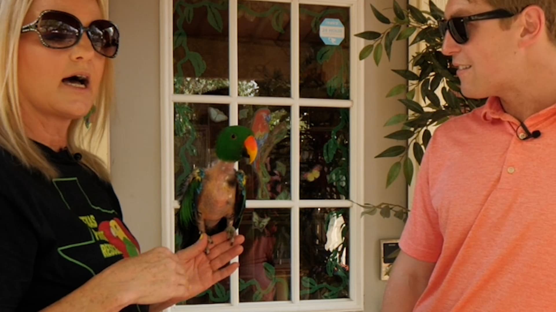 Austin bird rescuer uses viral videos to teach better parrot care
