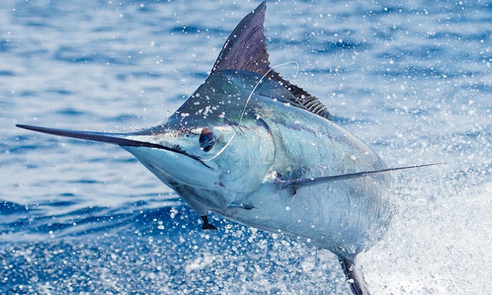 Los Sueños report says morning offshore trips produce yellowfin tuna action