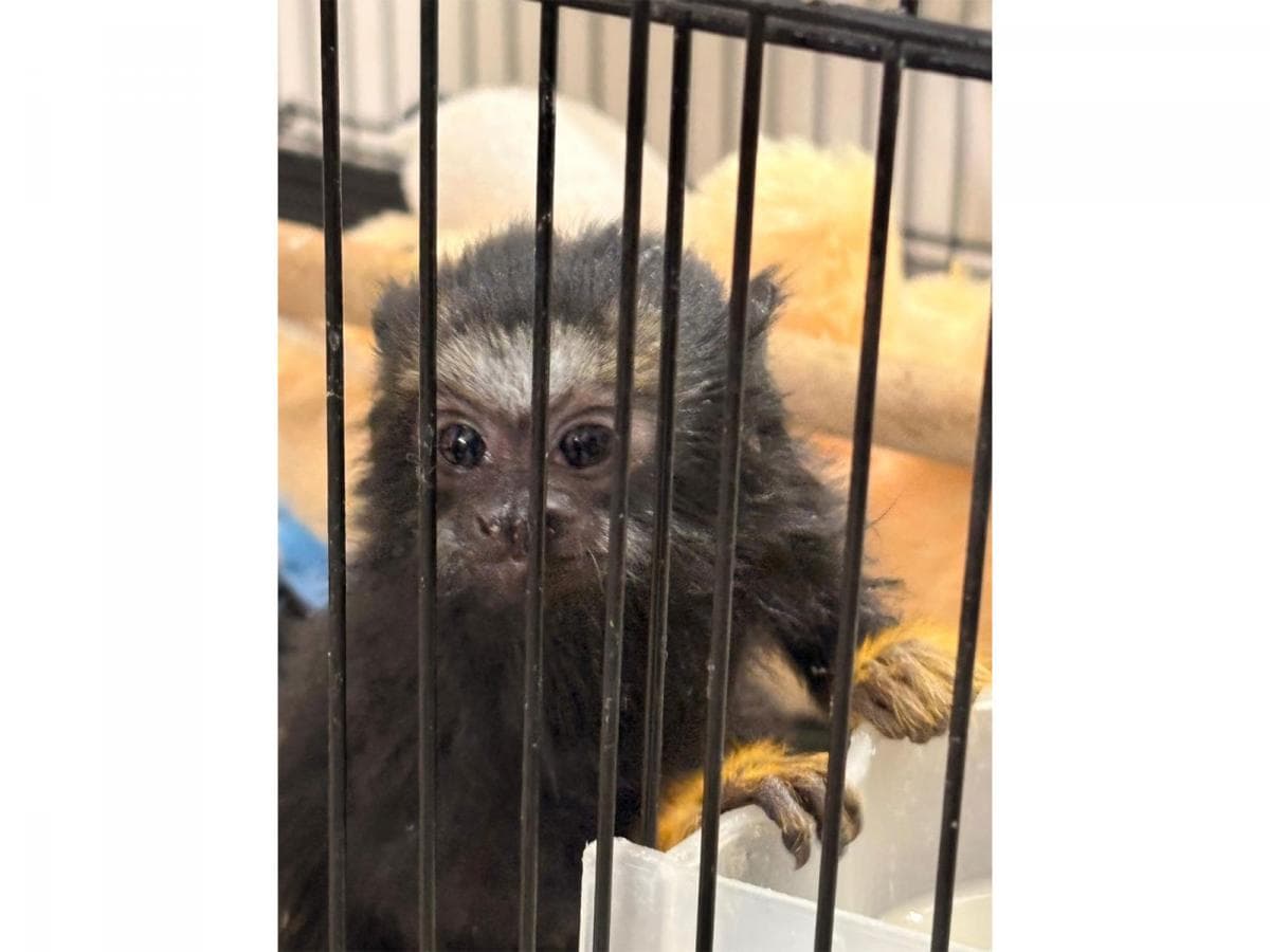 Ahmedabad Flat Raid Exposes Illegal Parrots and Exotic Animal Breeding Racket