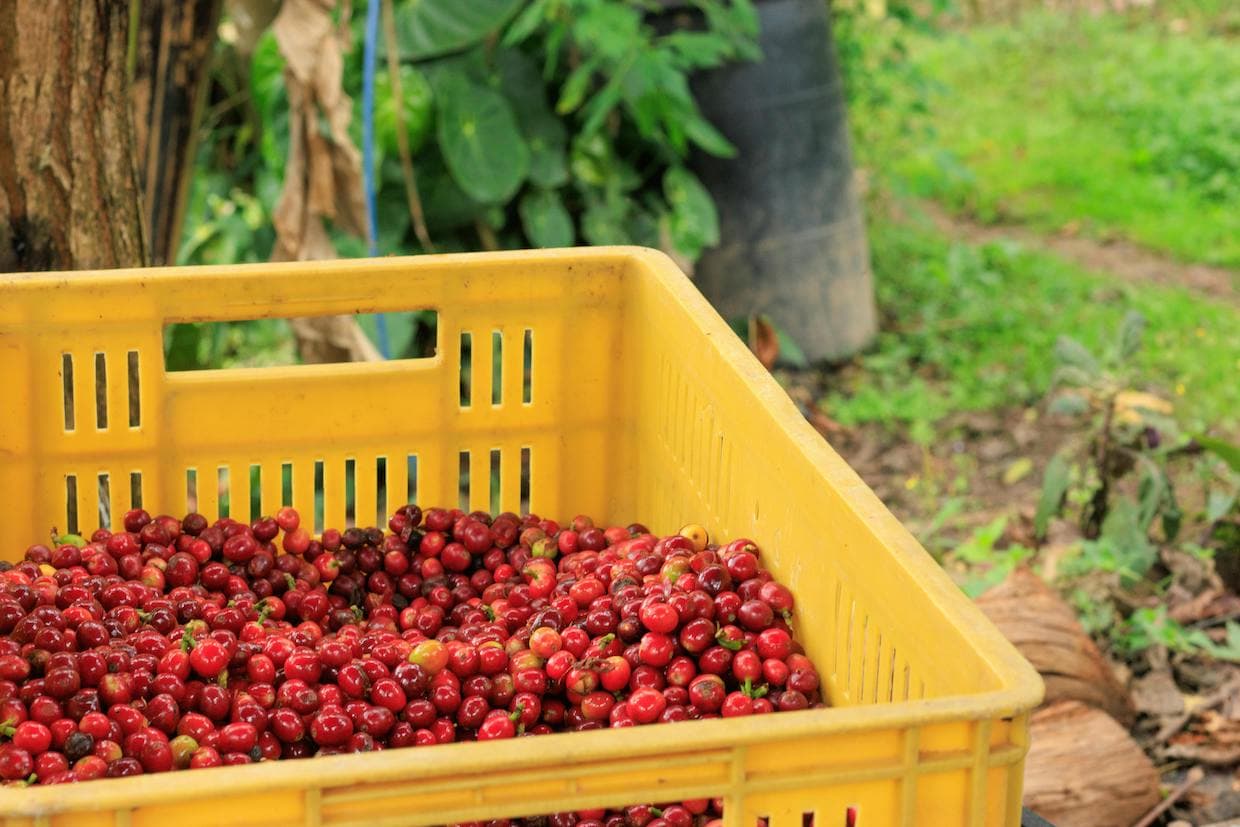 CO2 Fermentation Boosts Colombian Coffee Cupping Scores to 86.90