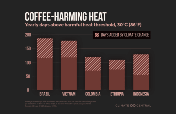 Climate Change Threatens Arabica Supplies, Pushing Growers to Robusta and Higher Altitudes