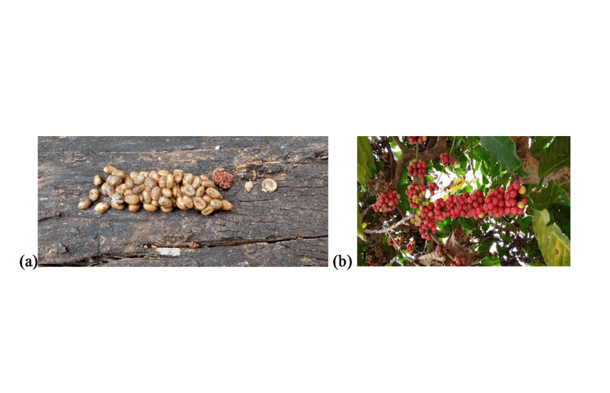 Study Finds Civet Coffee Has Distinct Chemistry, Stirring Ethics Debate