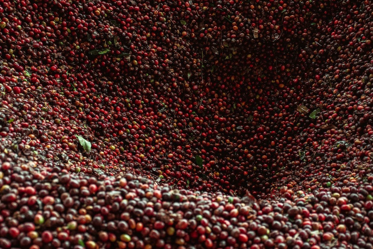 Costa Rica coffee study finds alternate bearing can intensify growers’ income swings