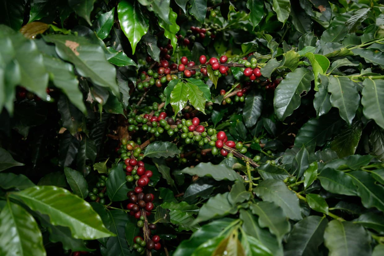 China fungus fermentation boosts coffee flavor, raises specialty potential