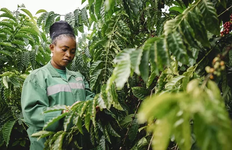 Nestlé Finds Six-Robusta Mix Can Lift Yields 86% in Côte d’Ivoire
