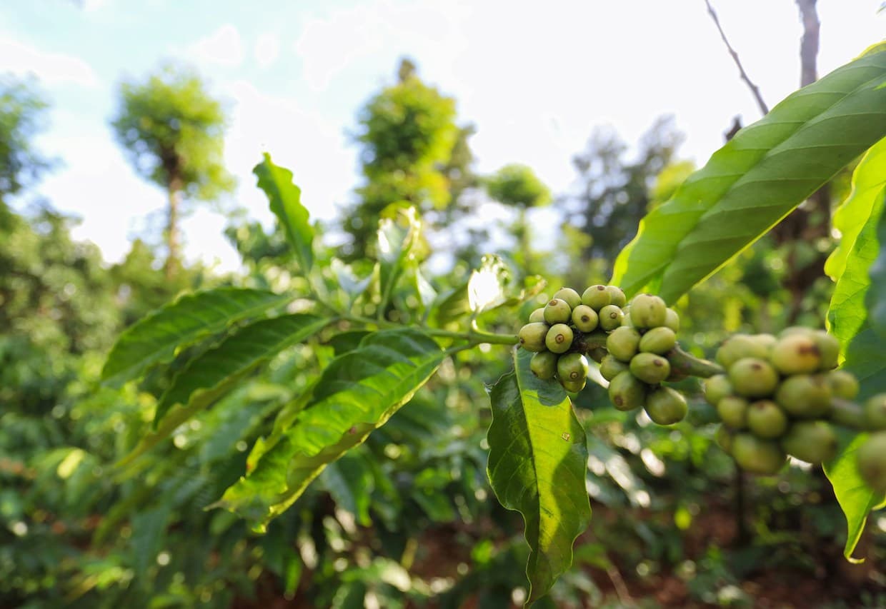 Vietnam’s coffee boom faces forest loss and water strain