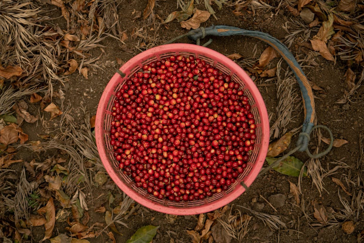 Fairtrade urges higher coffee prices to back climate resilience