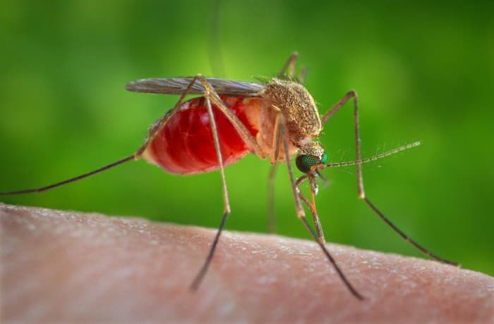 West Nile Virus Detected in Lewis and Clark County Mosquitoes