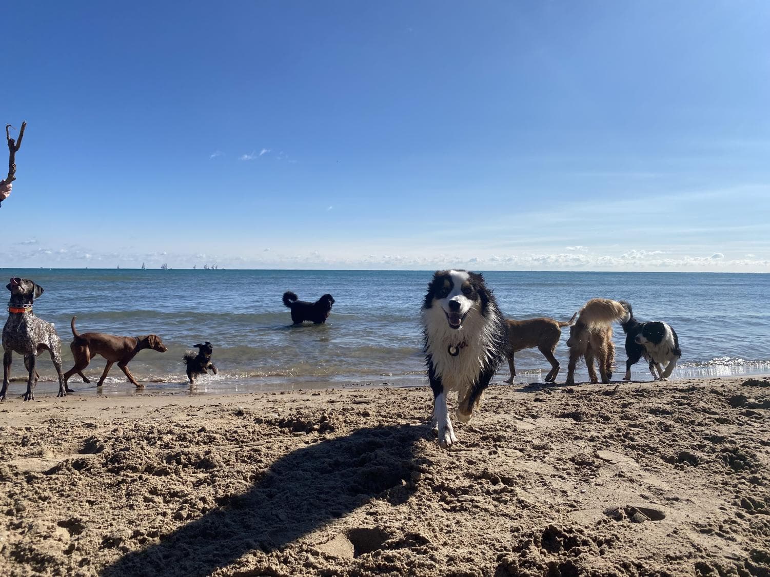 Evanston opens 2026 dog beach passes with new requirements, Grey Park access