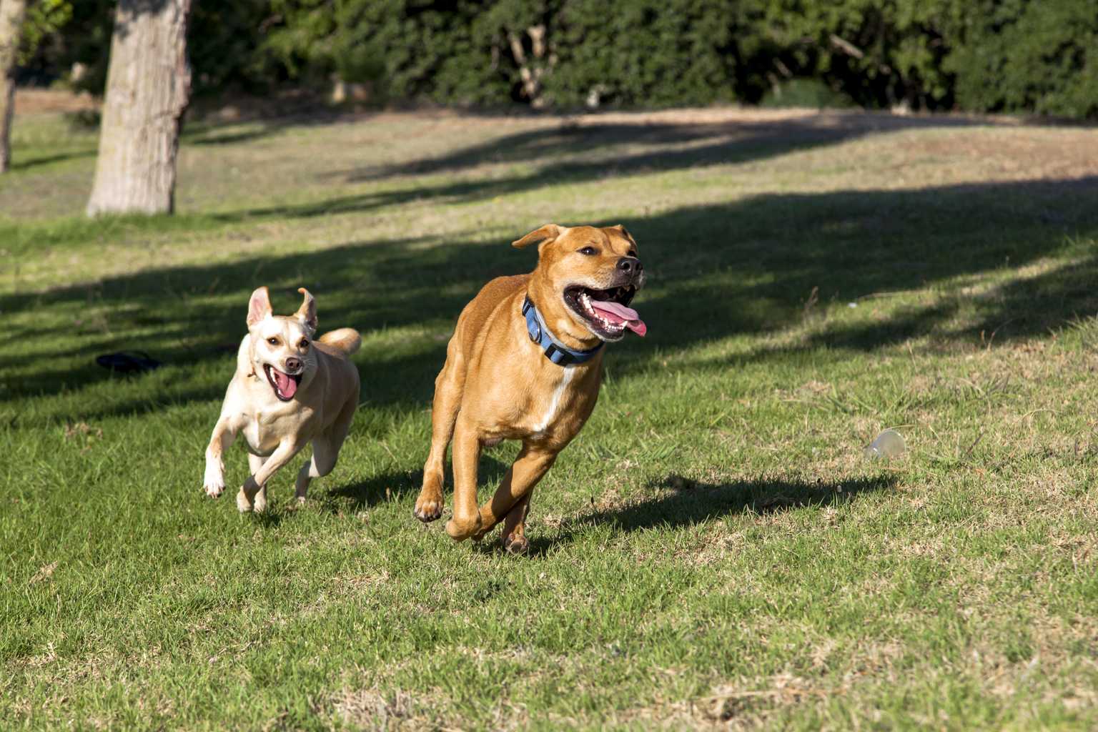 Sniffspot guide says reactive dogs need space, exercise and training