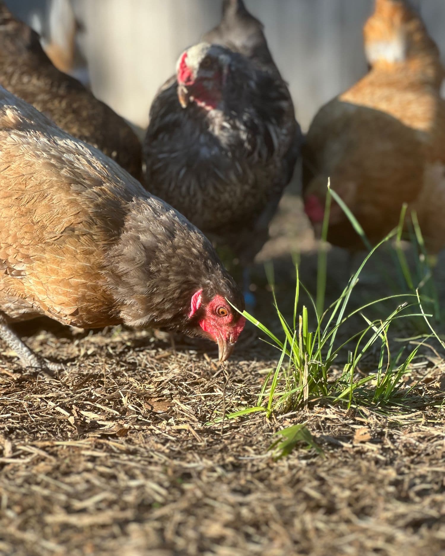 How to write a backyard chicken ordinance that works for everyone