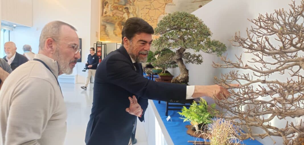 Alicante Hosts Inaugural City Bonsai Competition With 35 Entries From Across Spain