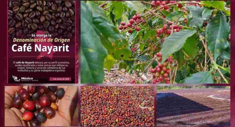 Mexico Officially Grants Denomination of Origin Status to Café Nayarit
