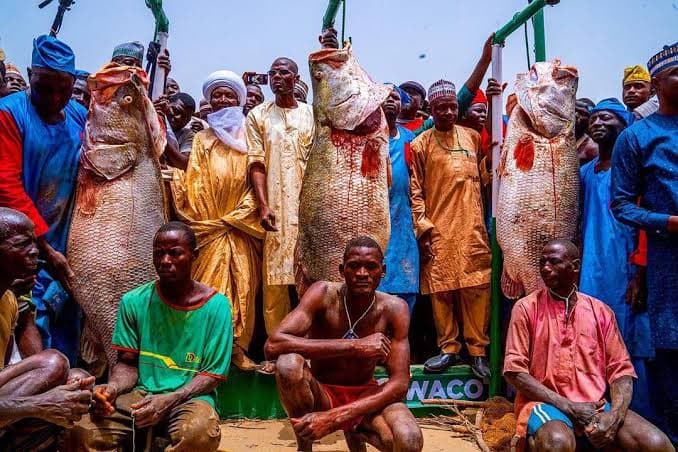 Argungu festival returns as fishermen net 59kg croaker and crowds surge