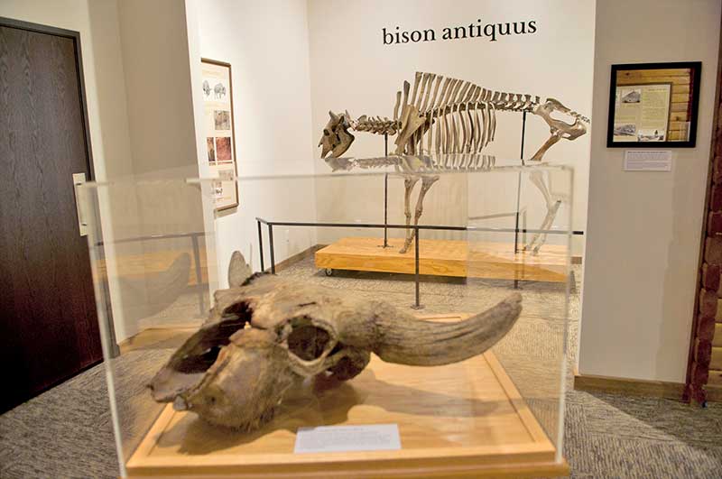 Jamestown National Buffalo Museum Renamed North American Bison Discovery Center