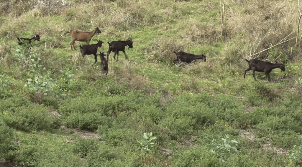 Big Island Hunting Rules Revert to Standard Regulations After Adaptive Rules Expire