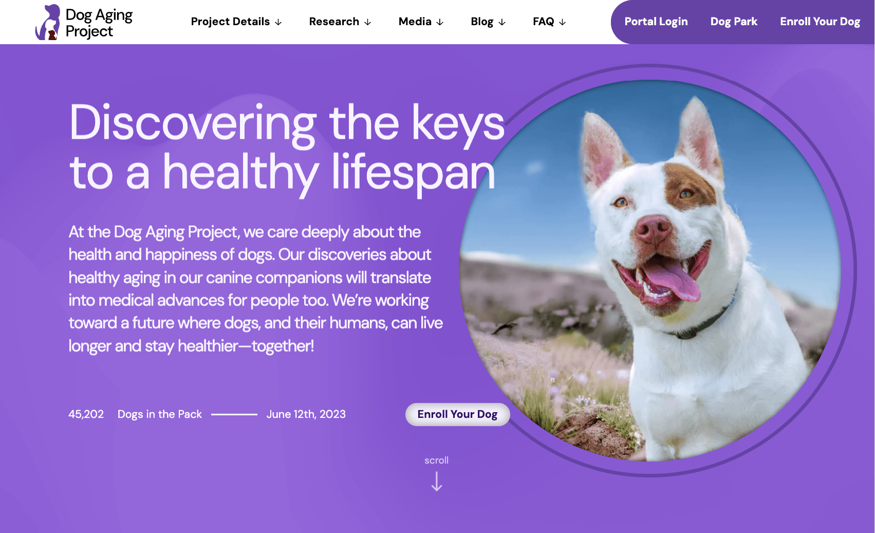 Dog Aging Project studies 53,800 dogs to reveal healthy aging
