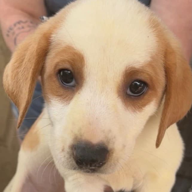 Wallingford yoga with adoptable puppies raises funds for Dog Star Rescue