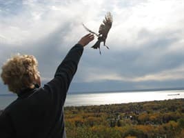 Hawk Ridge draws fall migration crowds to Duluth overlook