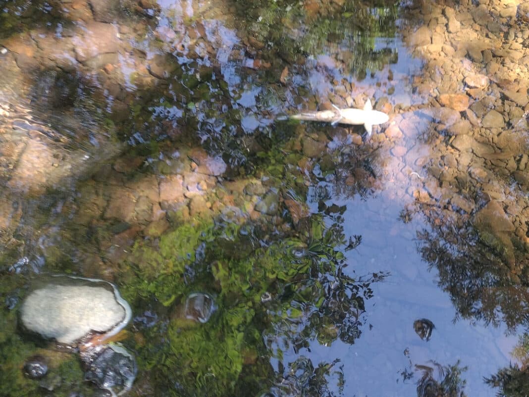 Duluth Finalizes Violation Agreement with MPCA After Tischer Creek Fish Kill