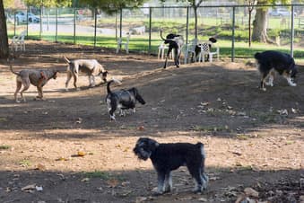 Regional kennel clubs unite for 2026 Classic Dog Show Weekend in New Castle