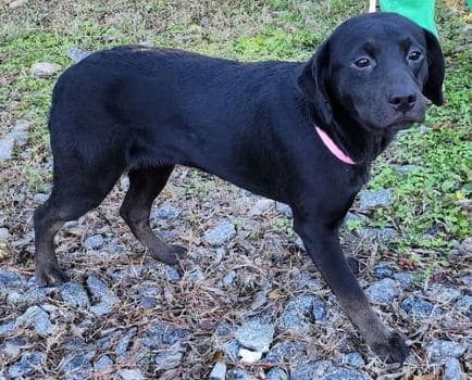 Young Lab Mix Paris Seeks Home, Adoption Details for Local Families