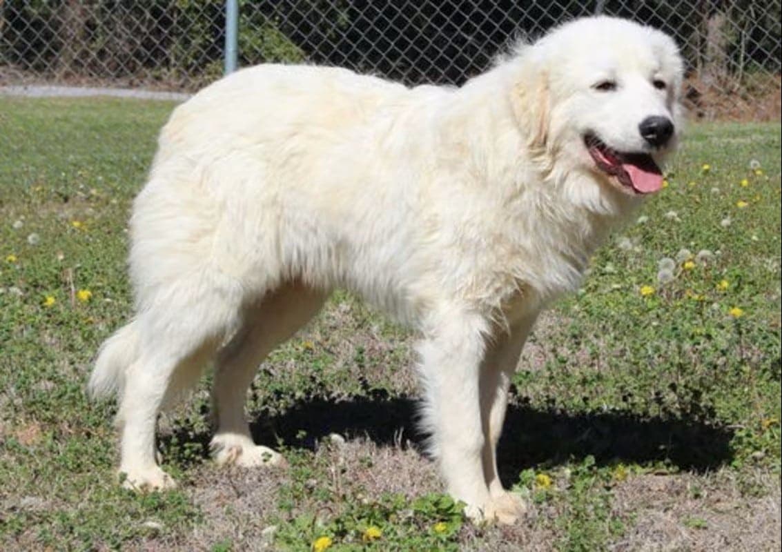 Stray Great Pyrenees Max Seeks Forever Home in Autauga County