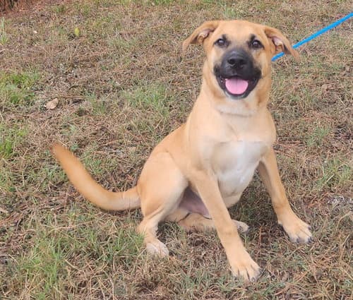 Ducky, family-friendly rescue dog, hopes for new home in Elmore County