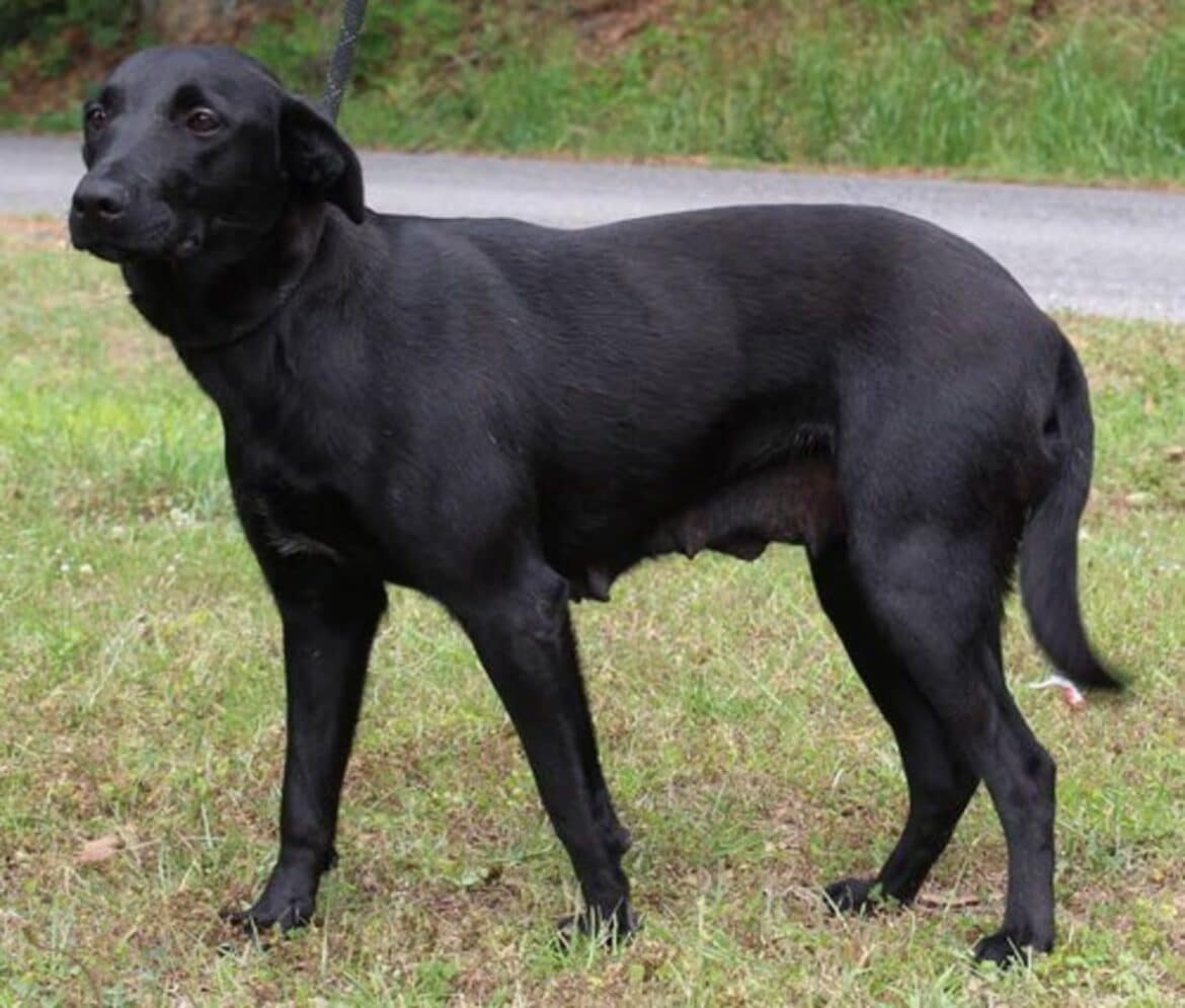 Autauga Humane Society seeks patient adopter for shy rescue dog April