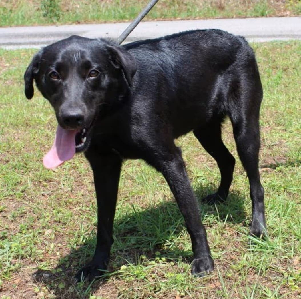 Shy Prattville Humane Society Lab mix Bonita seeks forever home
