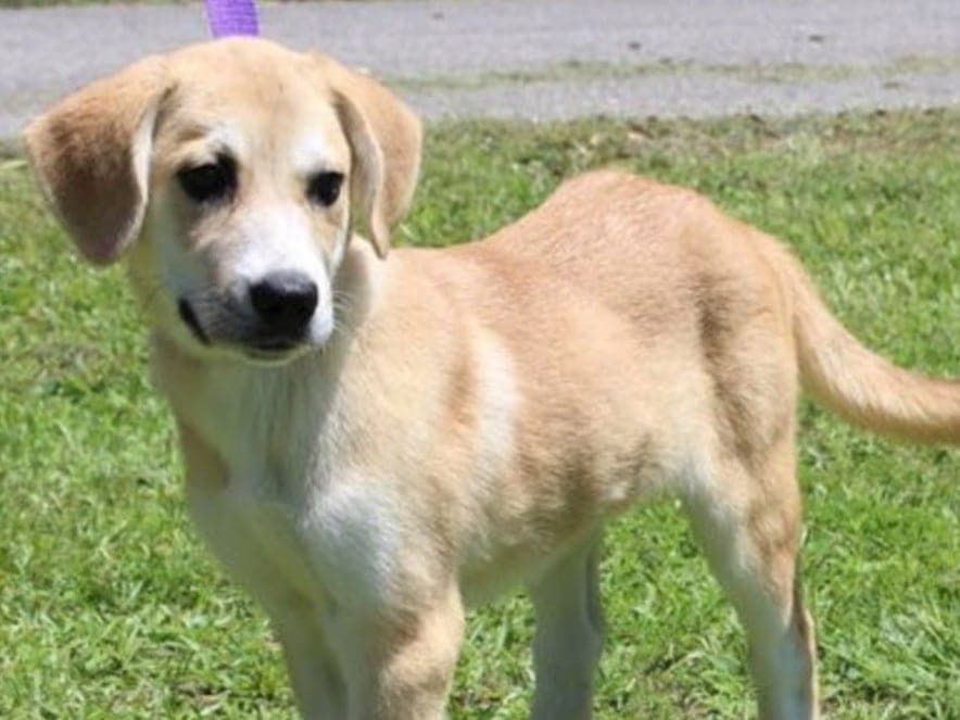 Prattville shelter seeks home for friendly Lab mix Bambi