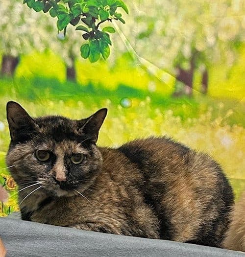 Prattville shelter cat Boo seeks dog-free home after owner's health failed