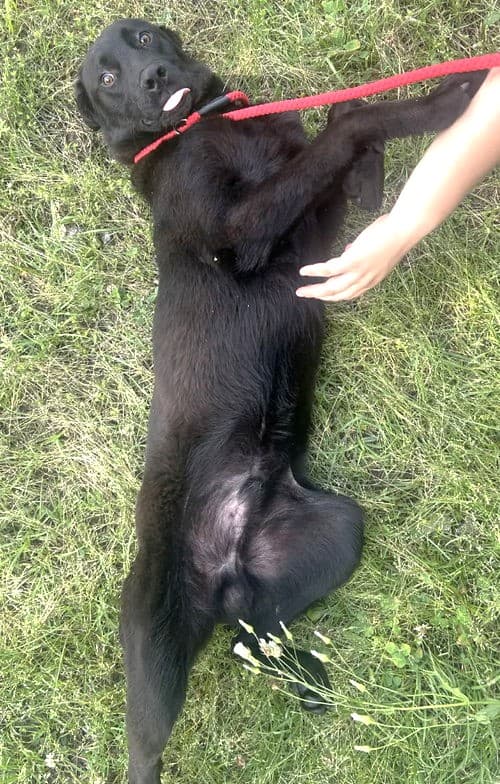 Humane Society seeks home for friendly Labrador mix Ed
