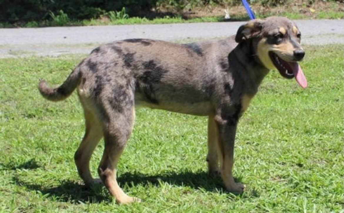 Prattville shelter spotlights sweet Catahoula mix Katie for adoption