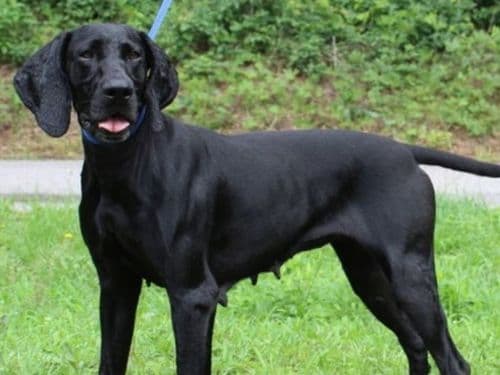 Momma Donna, stray dog rescued in Autauga County, awaits adoption