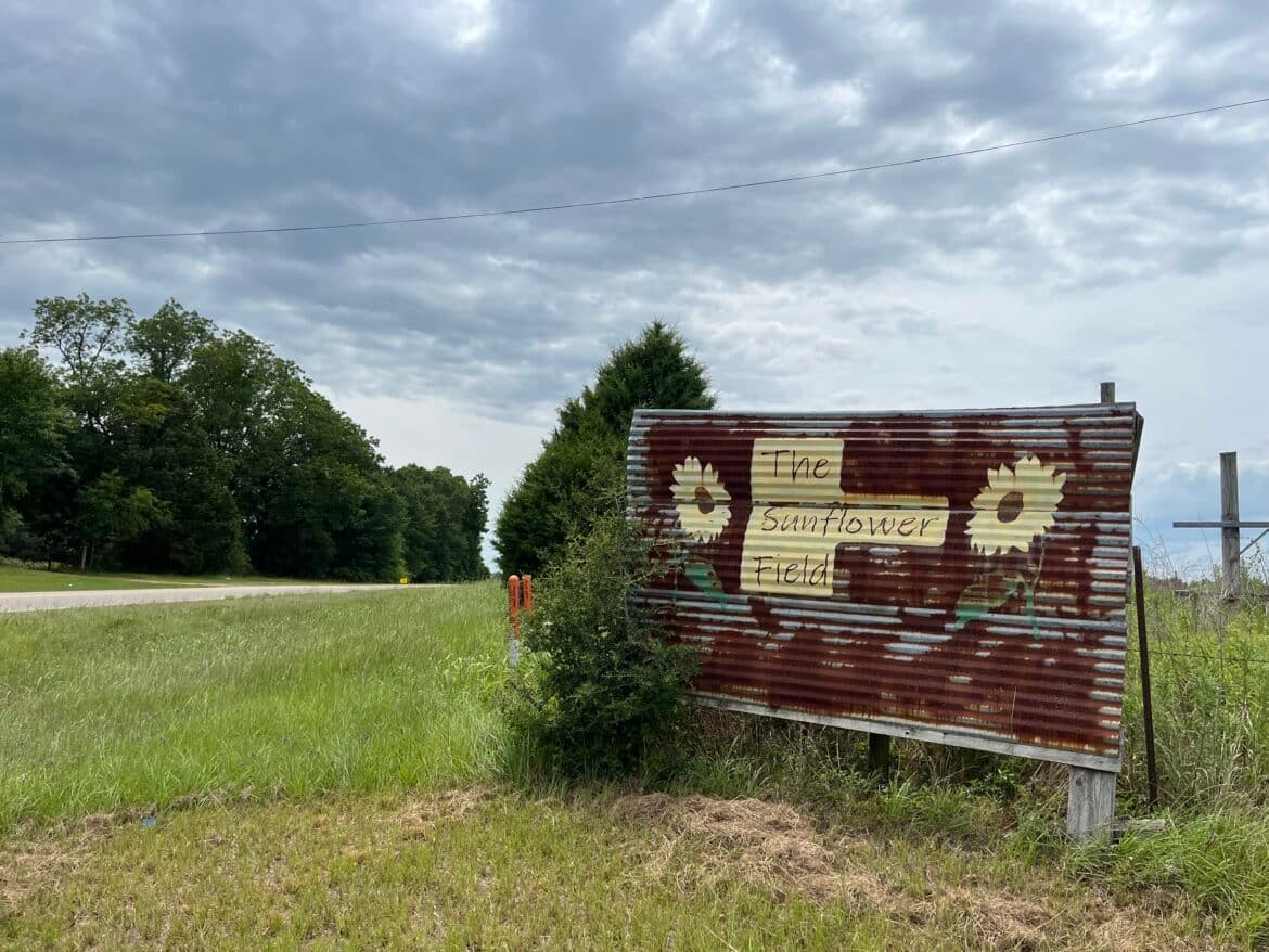 Autaugaville sunflower field skips 2026 bloom, plans return in 2027