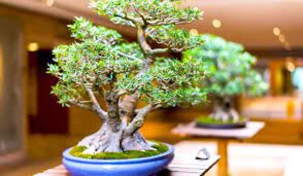 Bonsai Traces Roots to 200 BC China, Adapted and Refined in Japan