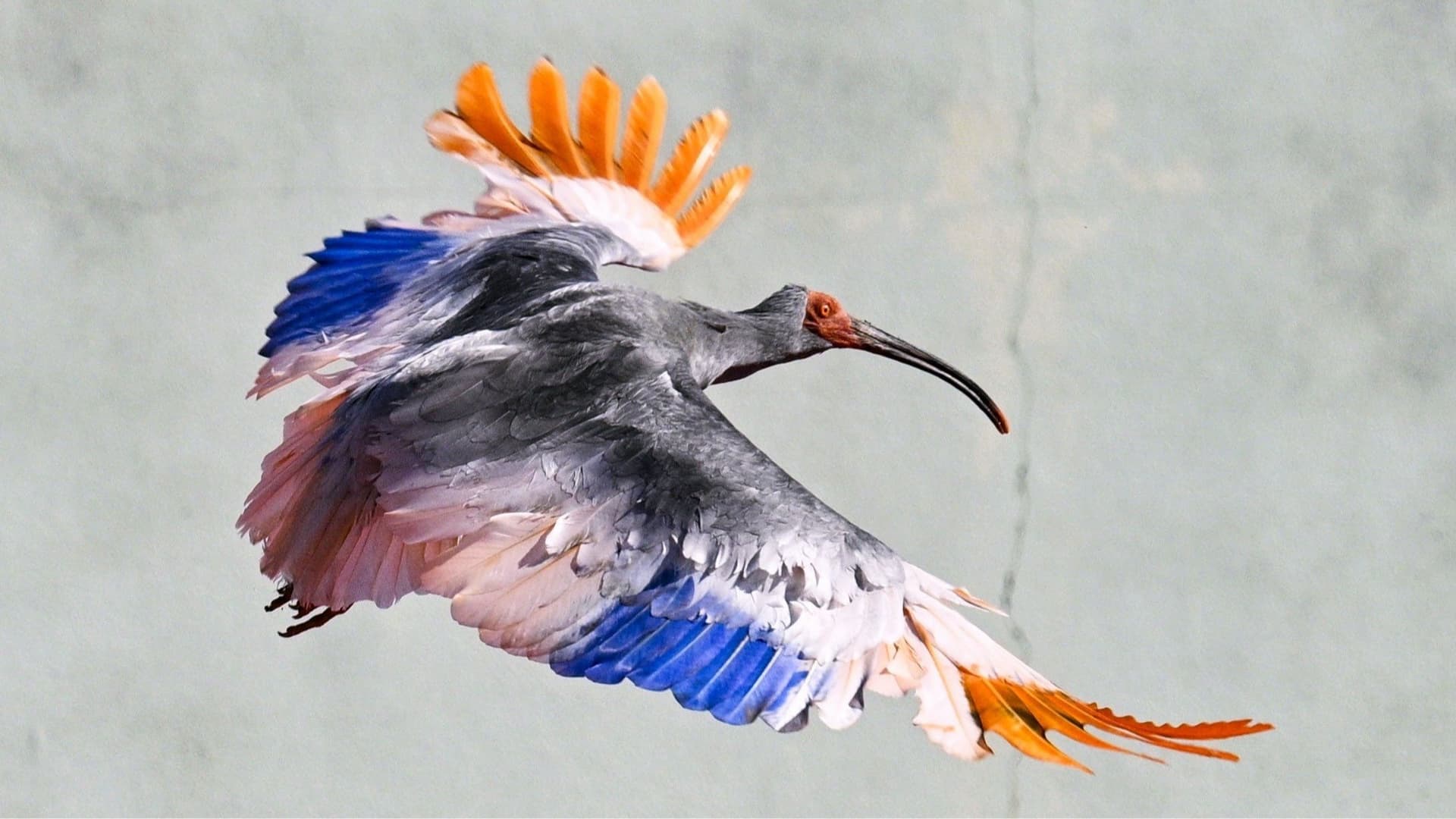 Japan releases crested ibises on Honshu for first time in 2026