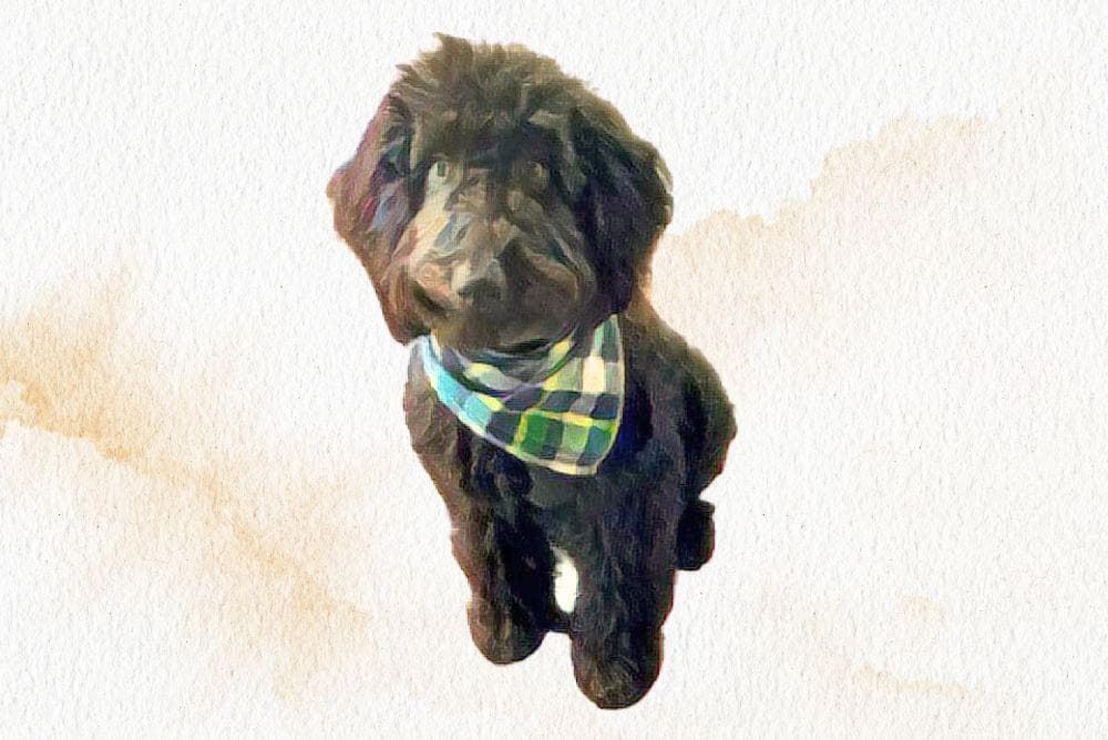 William & Mary schedules Doga with Guinness in campus wellness week