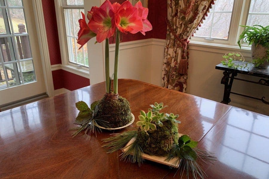Penn State Extension Explains Kokedama, a Japanese Art Related to Bonsai