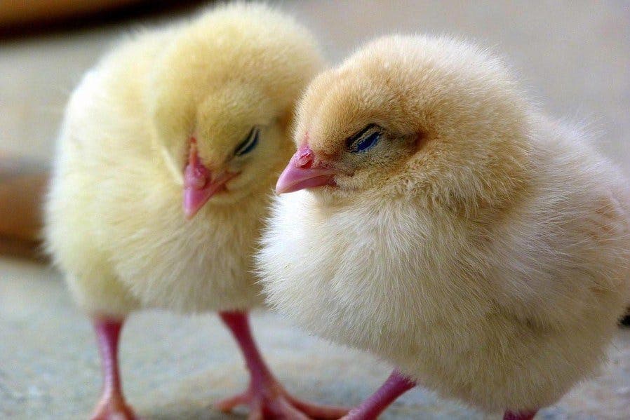 Penn State updates chick brooding guide for healthier backyard flocks