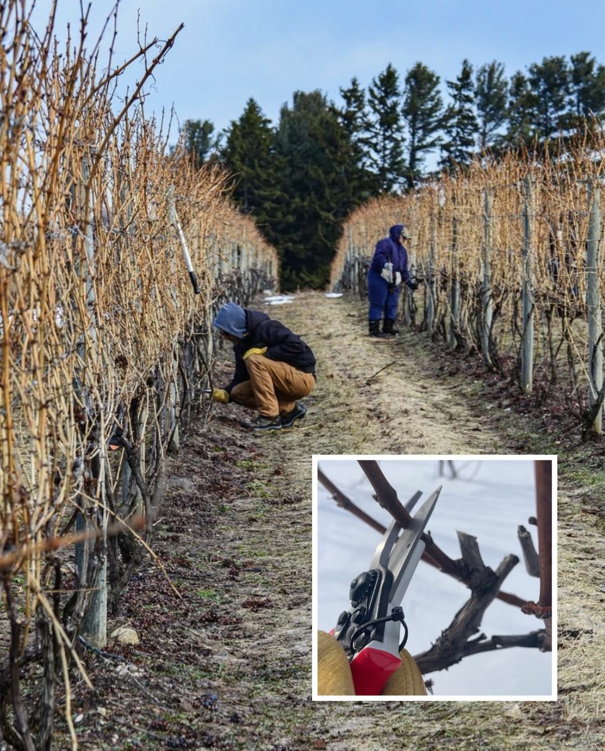 Leelanau Winery Tests New Pruning Method to Boost Vine Health, Consistency