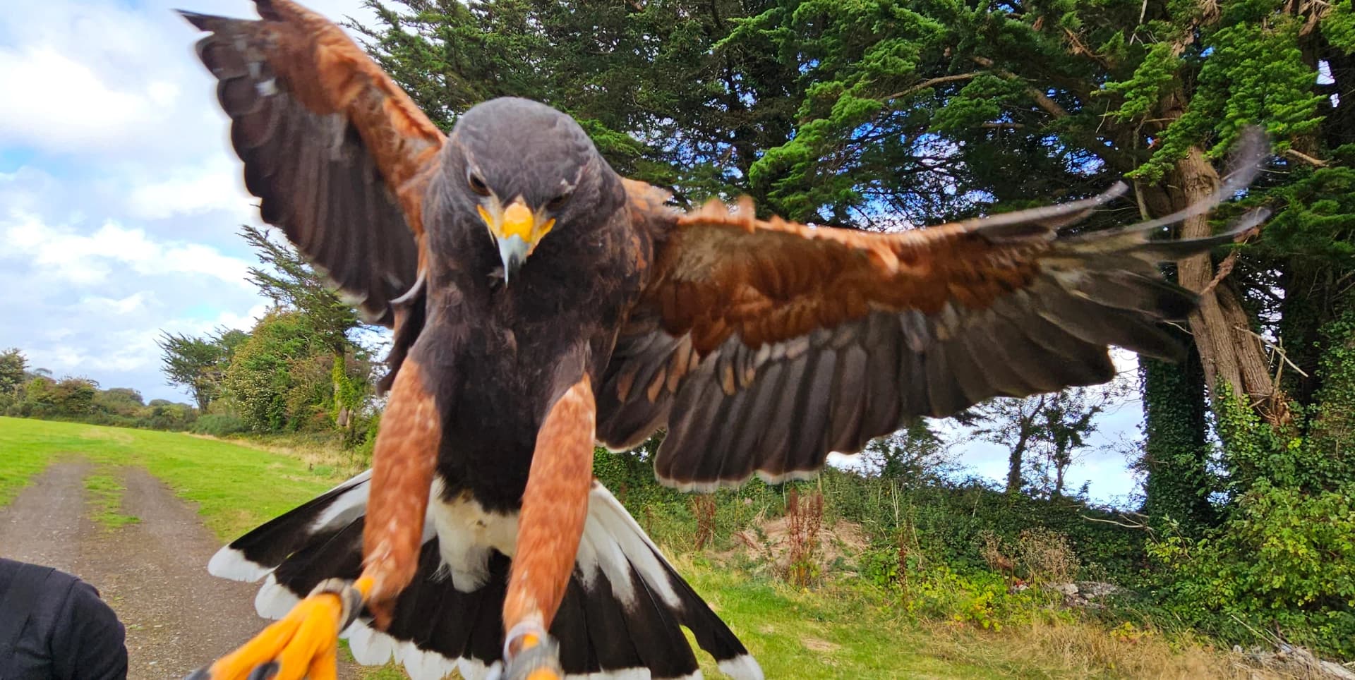 Hawk walks bring beginners closer to falconry in Kerry landscapes