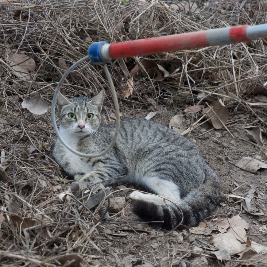 Breitung board weighs trapping feral cats in Soudan, seeks shelters