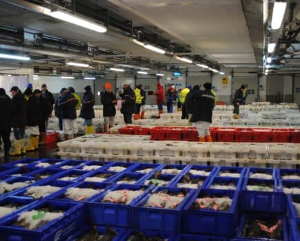 Bluefin Tuna Shift North in Korea, Quota Overruns and Discards Mount