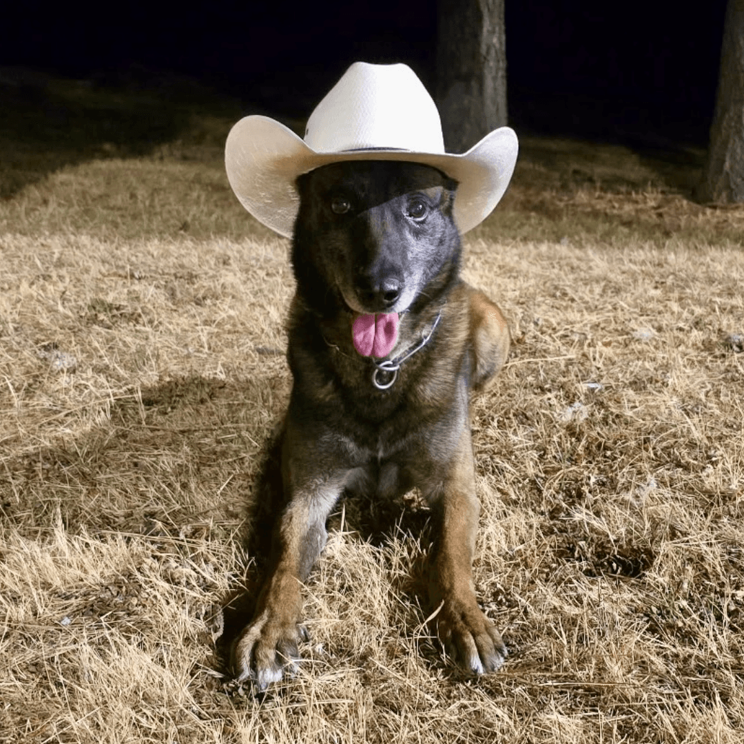 LCSO K9 Hektor Apprehends Wanted Cottage Grove Man; Cell Phone Catches Fire