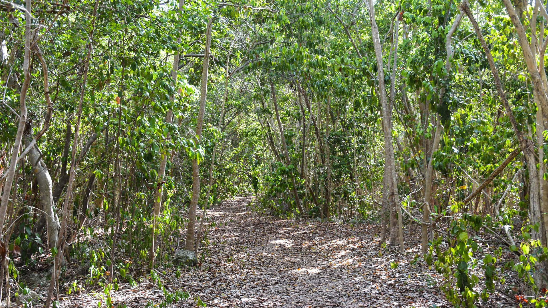 Dagny Johnson park preserves Key Largo’s rare hammock habitat