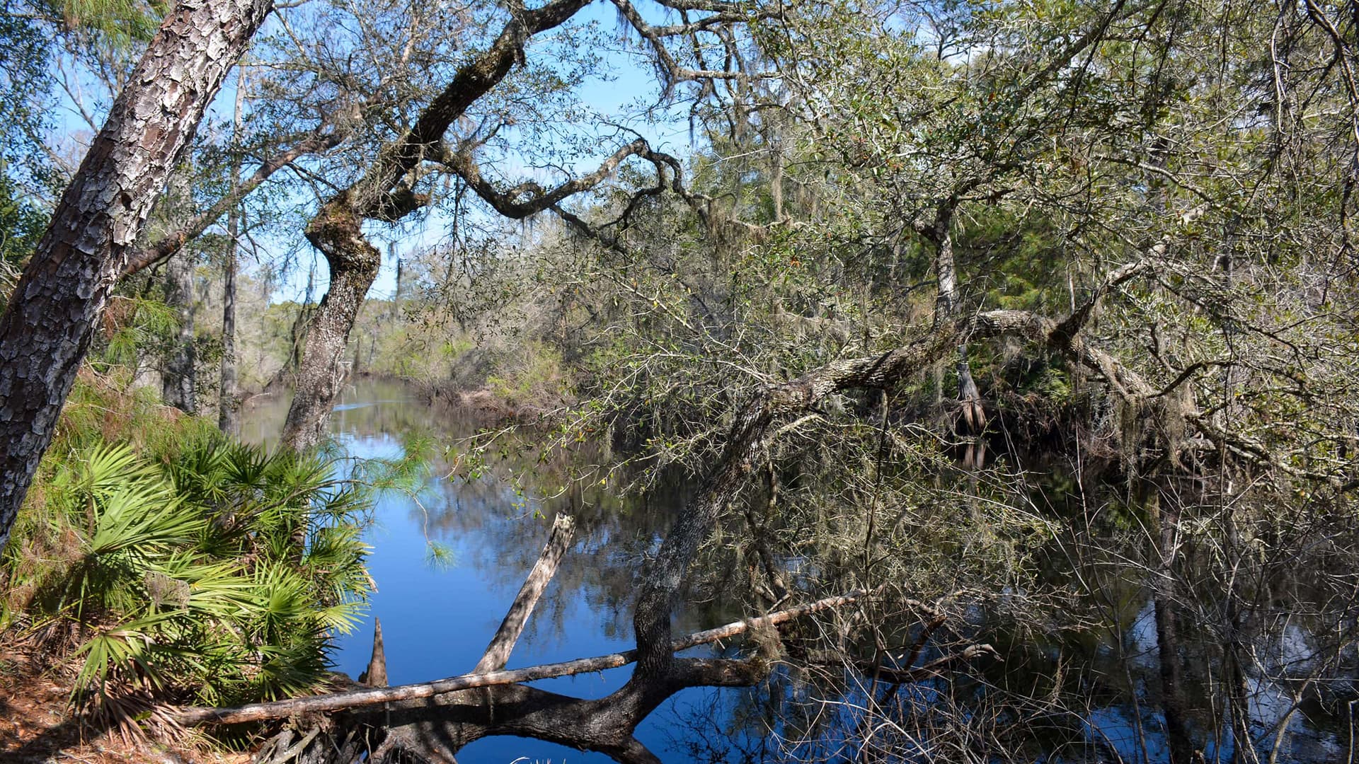 Croom wildlife area offers Hernando County’s biggest public-lands adventure