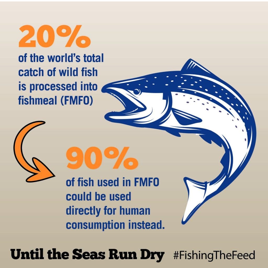 Bluefin tuna recovery raises new concerns over farmed fish impacts